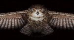 (image for) Owl